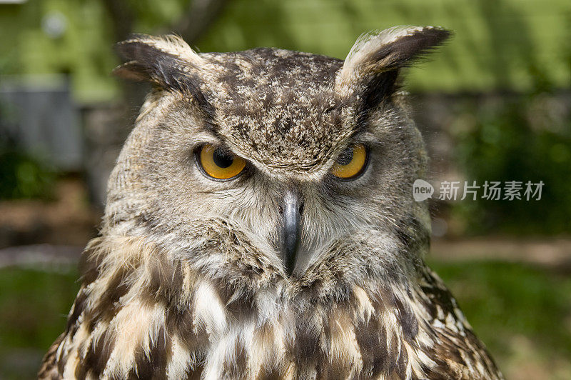 鹰鸮(Bubo Bubo)特写